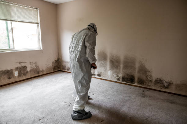 Best Water Damage & Mold Remediation  in Belle Plaine, KS